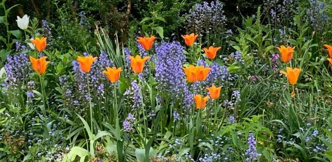 Лондон от Варна