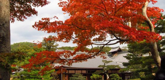 Величието на Япония - есен 2025 - с Турски авиолинии